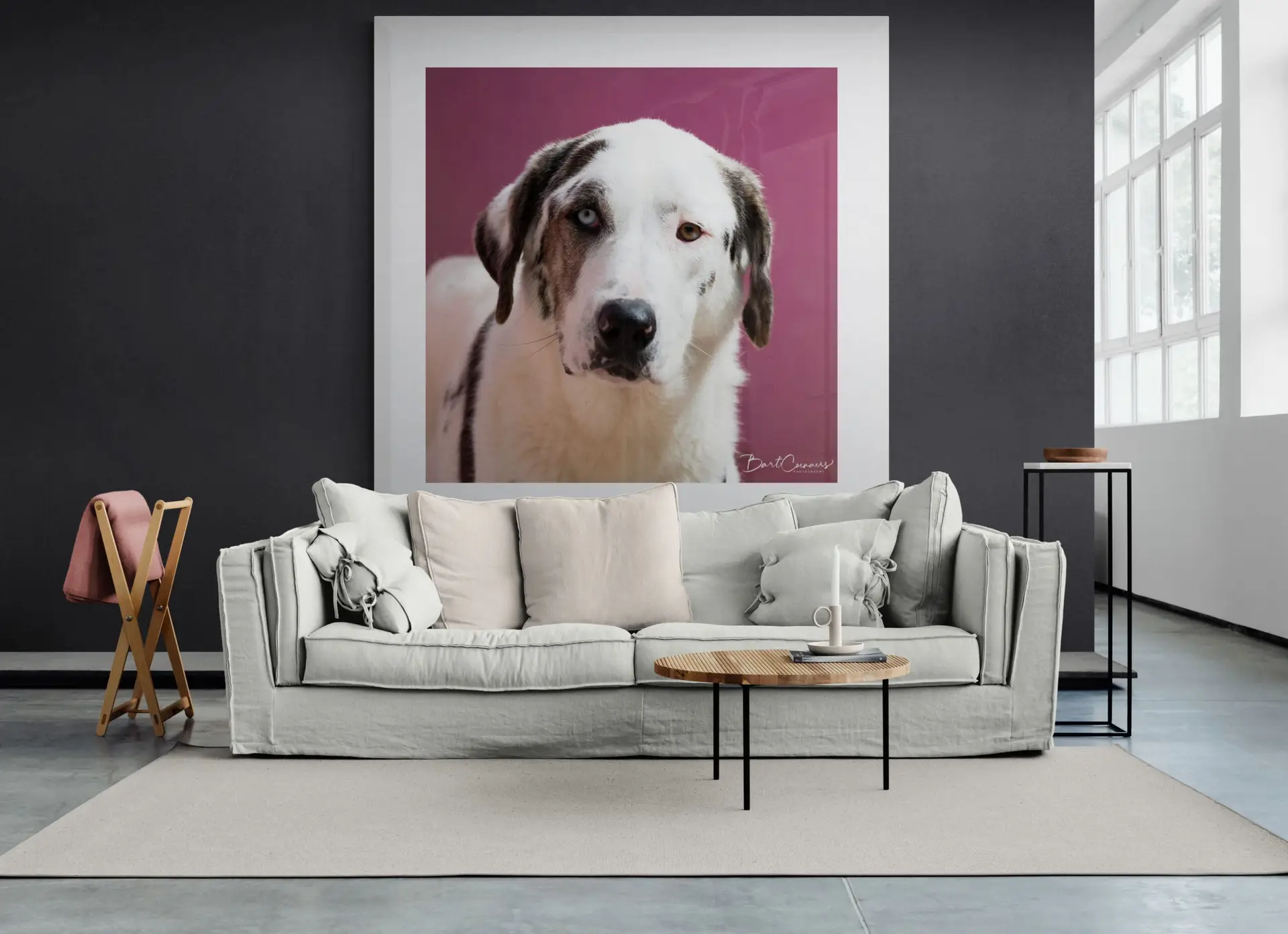A LARGE photo of a SHIN-dog in a modern living room.