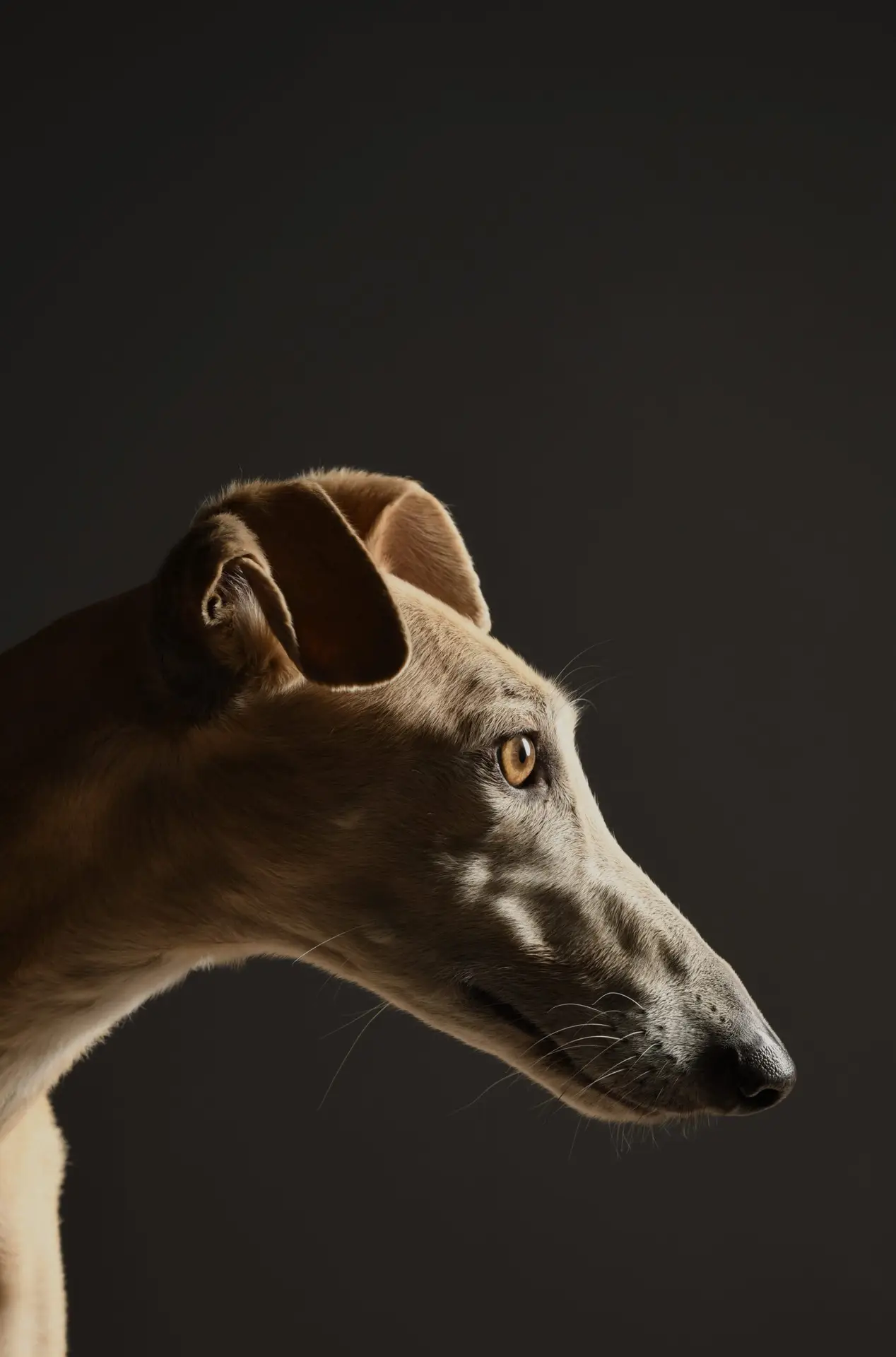 A studioportrait of a rescued Galgo, one year after his arrival in Belgium.