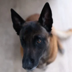 Noxxie....My own one-eyed Belgian Malinois. Always happy to pose for me.